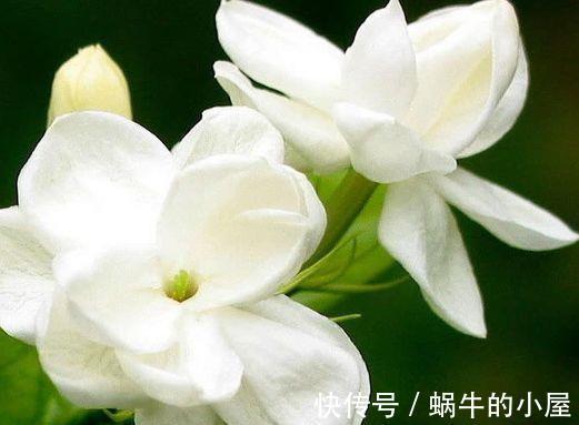 农历|农历7月2号起,最适合养这些花,花香易打理,养在客厅美极了