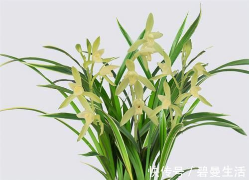 兰花|冬天养兰花,要正确浇水,小心伤了“根本”,花期不开花