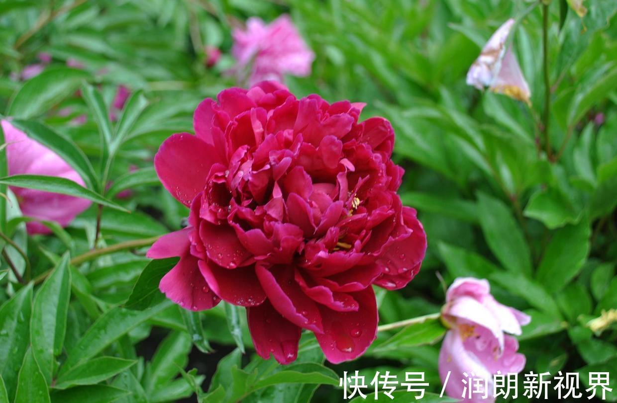 枝茎|芍药、牡丹啥傻傻分不清记住这几点就行啦!