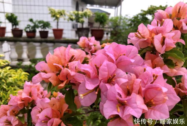 扦插三角梅不生根别“手贱”,有“耐心”,扦插一棵活一棵