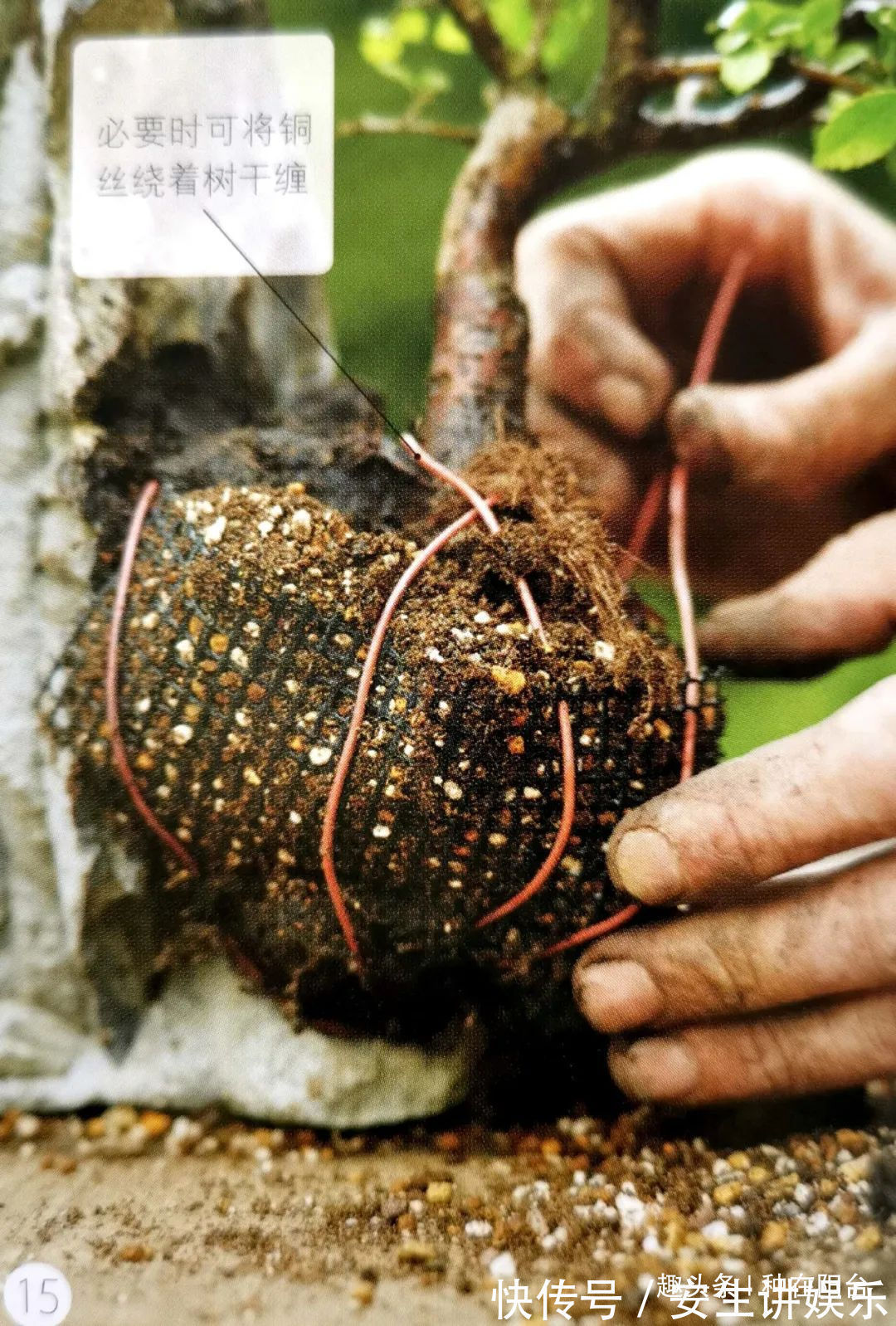 山水盆景不是非“水”不可，看山石与树木如何演绎一道山水盆景！