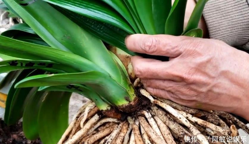 花剑|你养的君子兰开花了吗?多做4个“小动作”,想要开花很简单