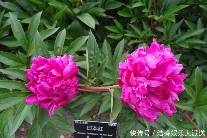 翠蝶花|喜欢养花,首选“珍稀牡丹”日本红,花色艳丽,红艳欲滴!