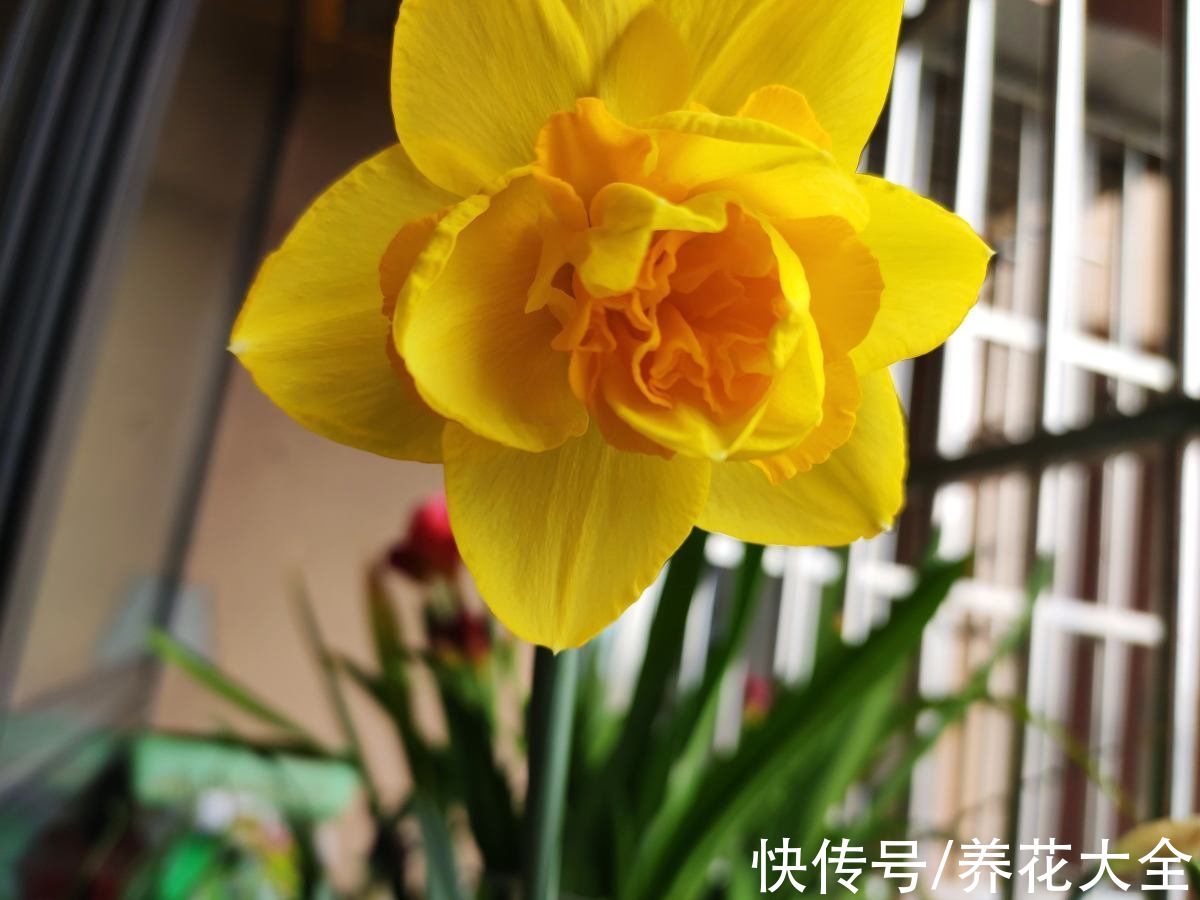 特难养的年宵花,看着是好看,买回家就是冤大头,很快就养死