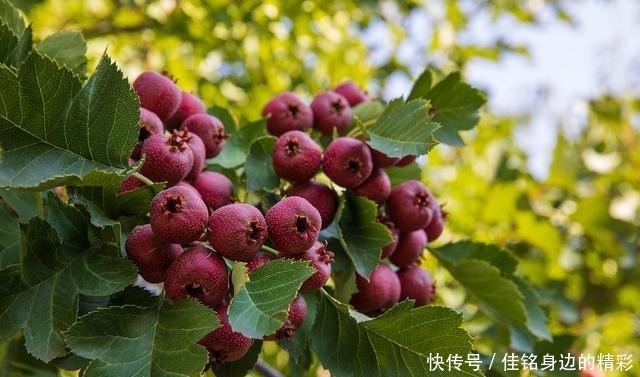 这罐头我家每年都做，果香糯汁酸甜，吃上半年也不坏