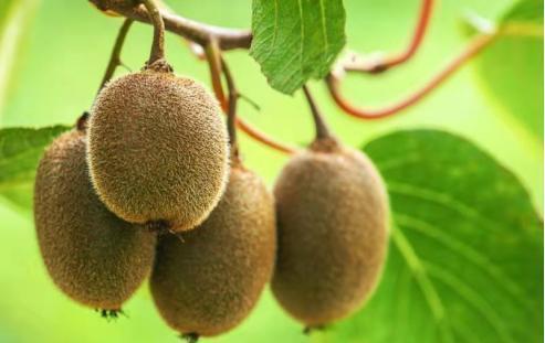 猕猴桃|女性预防衰老,坚持吃的食物,美白护肤,延缓衰老,肌肤更细腻