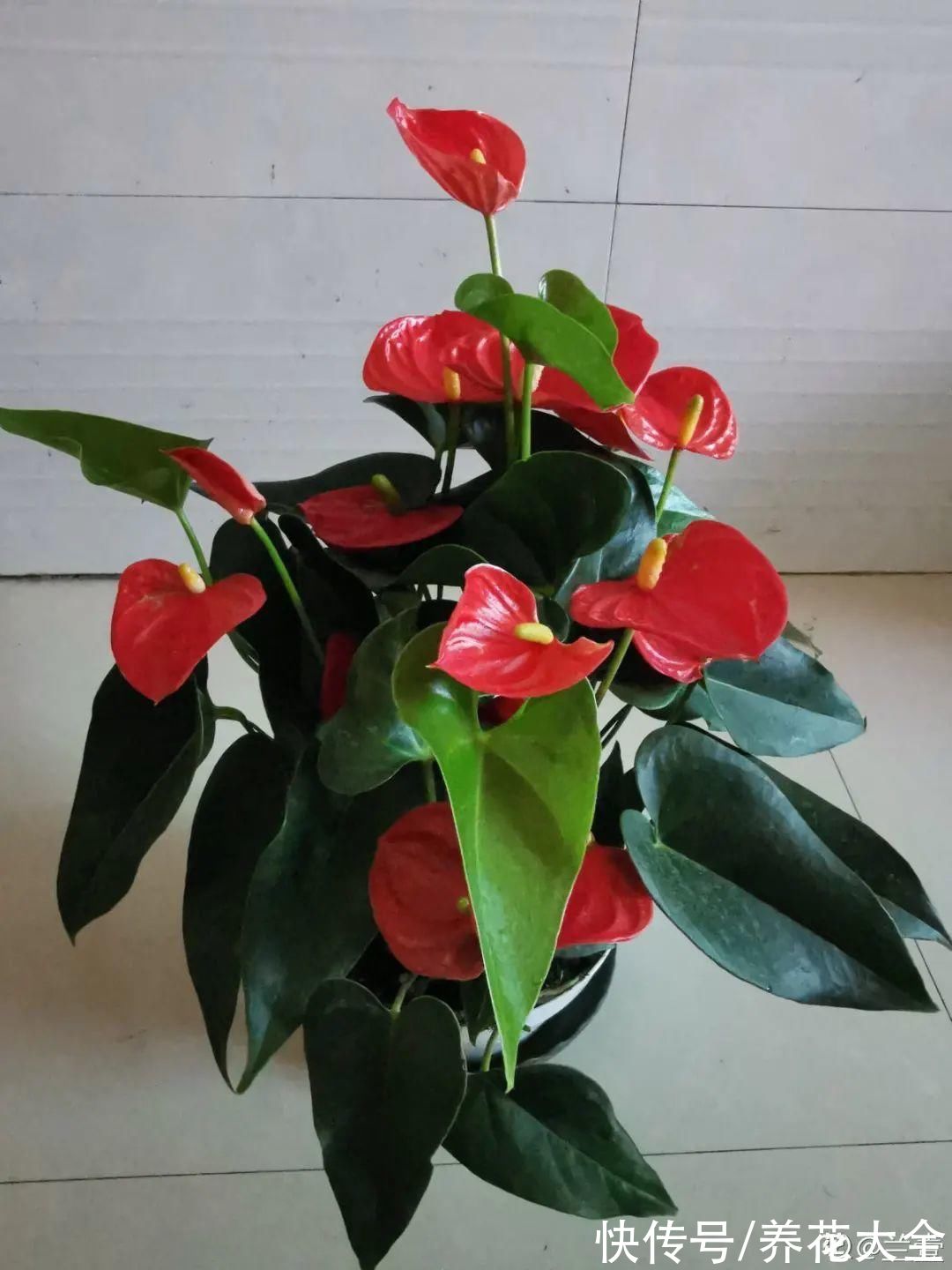 10种“怕晒花”,越晒死越快,半阴地儿反倒长得旺