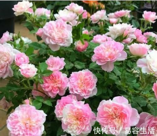 阳台|阳台适合养的3种花，个个是爆花王，轻松开成花园