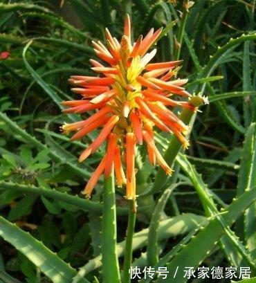 漂亮|4种“平民花”,便宜好养又漂亮,花量大不操心,越养越喜欢