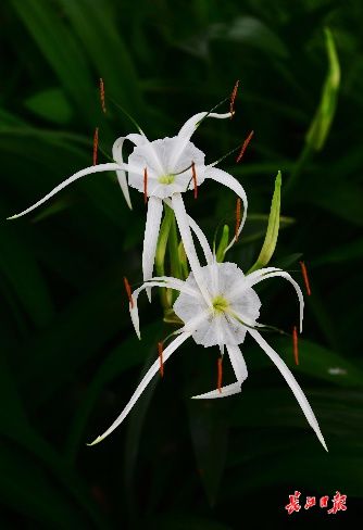 7月 這些花開得好熱鬧 中國熱點