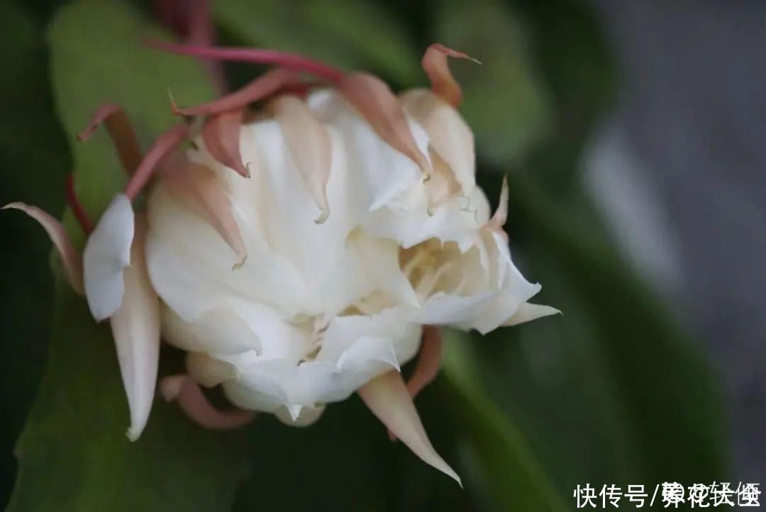 修剪|8月后，6种花别修剪，小心以后不开花