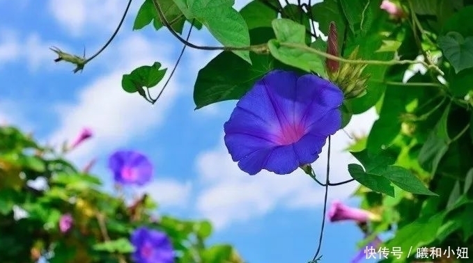 桃花运|六月,4个星座,桃花红艳艳,不缺异性追求,愿与恋人携手共进