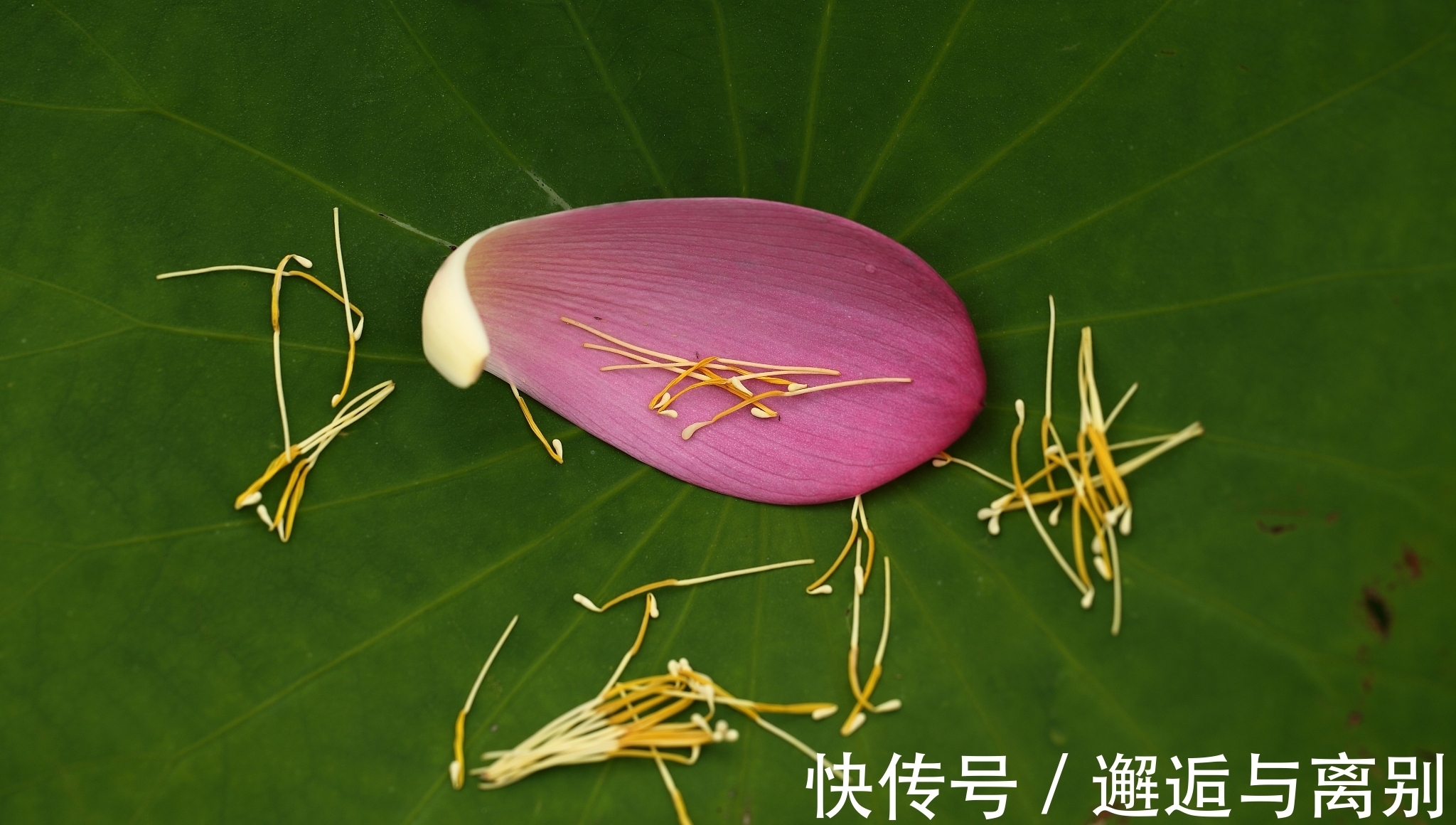 惜花&感人至深的一首诗,全篇句句有情,作者不愧被李商隐夸赞