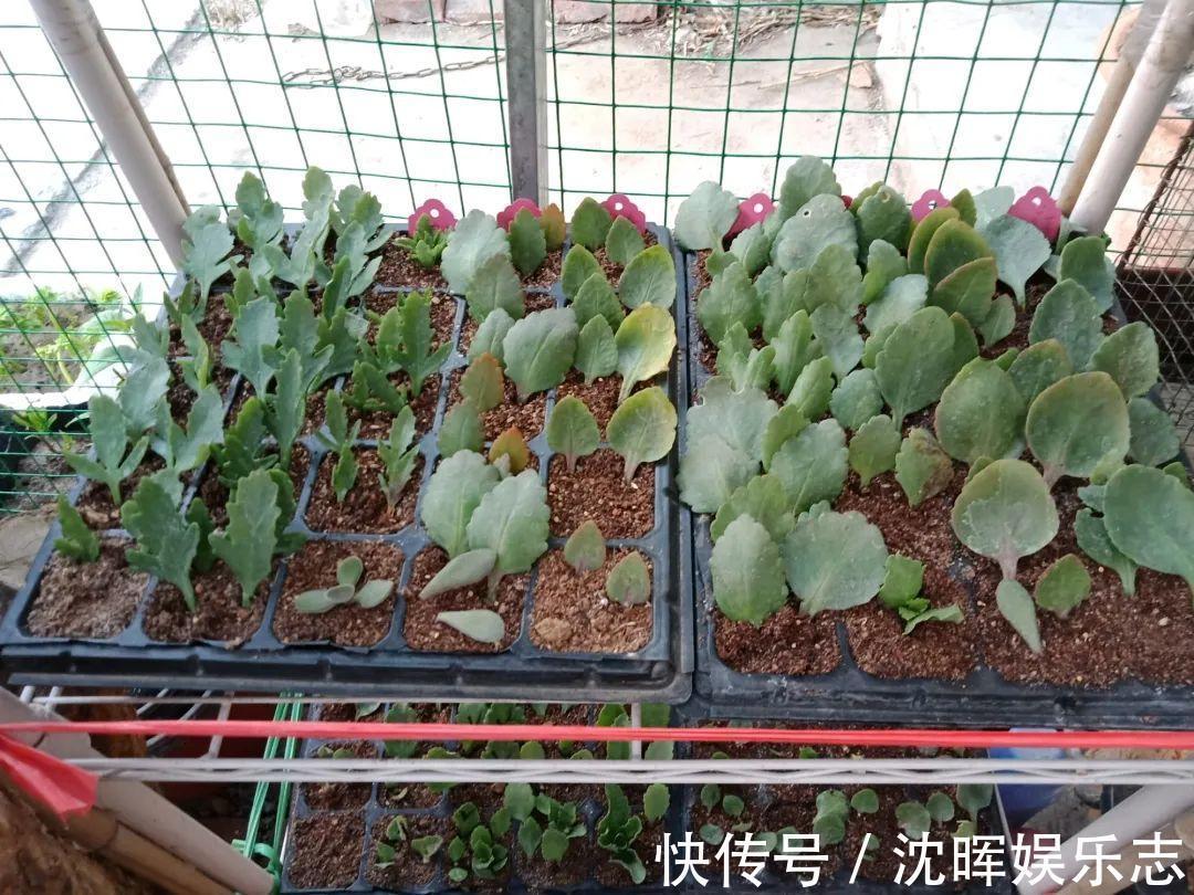 非洲堇|这花送人,只用送一片叶子,插土就活不心疼!