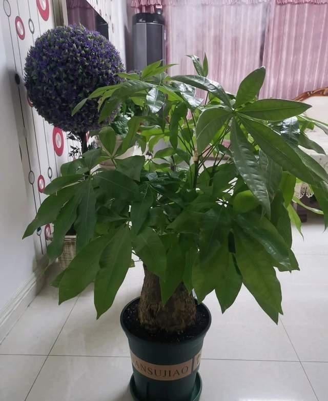 财树|巧用这种皮,养君子兰发财树,叶片光亮,效果让人满意!