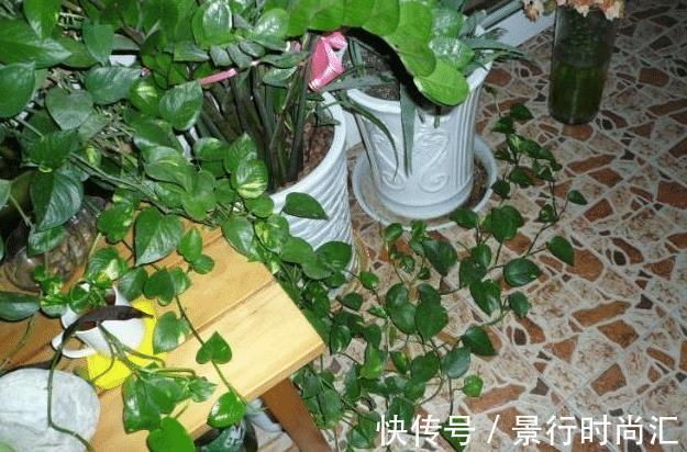 客厅两个地方千万别“养花”,养了也尽快搬走,别不当回事!