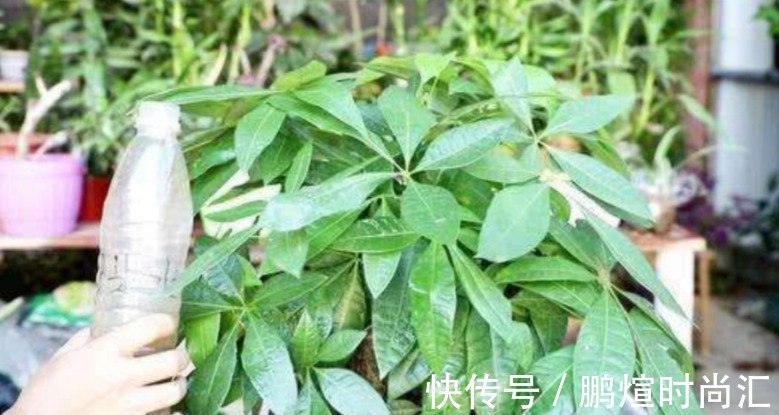 淘米水|这种自制高氮肥，用好了，比淘米水、啤酒水效果好得多