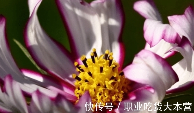 横财|11月起，运势节节高升，福旺运旺财旺，生活蒸蒸日上的四大生肖