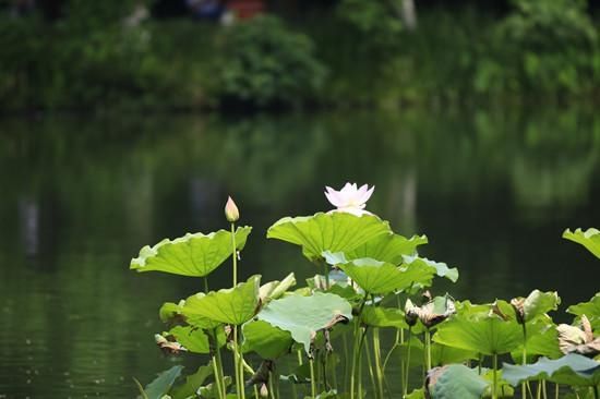 荷花|曲院的第一朵荷花开了，熟悉的夏天来了