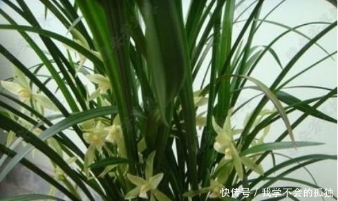 兰花常常养出“馒头堆”,这种造型好处多,预防病虫,花苞冒得多