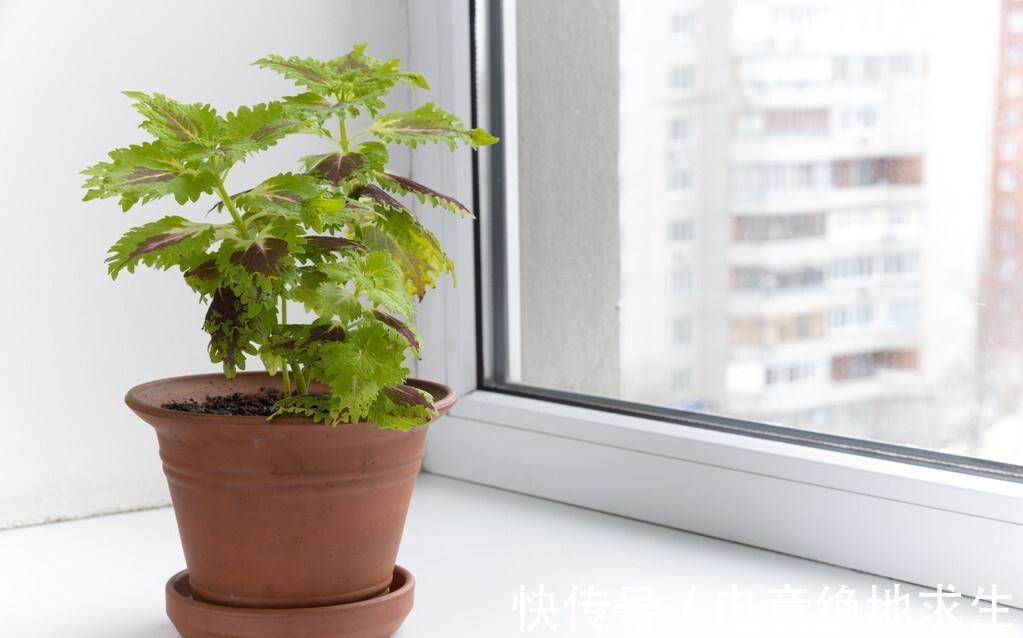 植物|连这些种花常识都不知道，你说你会养花