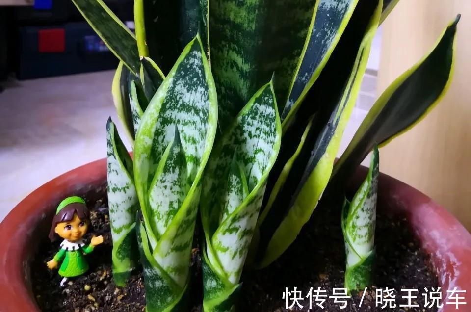 小芽|冬天虎皮兰，正在“虚弱期”，注意3个要点，小芽一个接一个