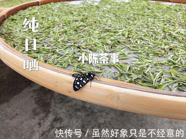 煮白茶的独门秘籍是什么选散茶还是饼茶这份硬核清单告诉你