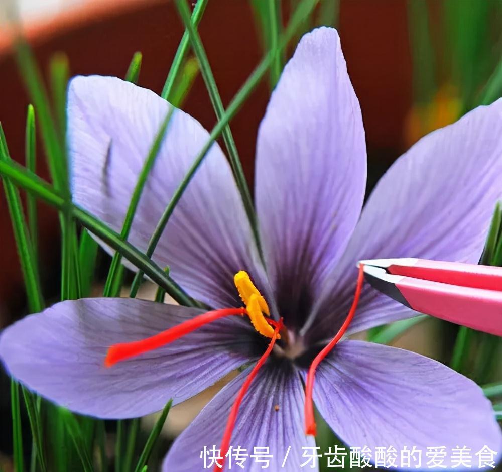 芦荟|6种“女人花”能吃又好闻,采花泡茶养容颜,女人养花,花养美女