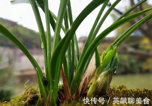 促使兰花发芽的方法,离不开3个要素,20天就见效