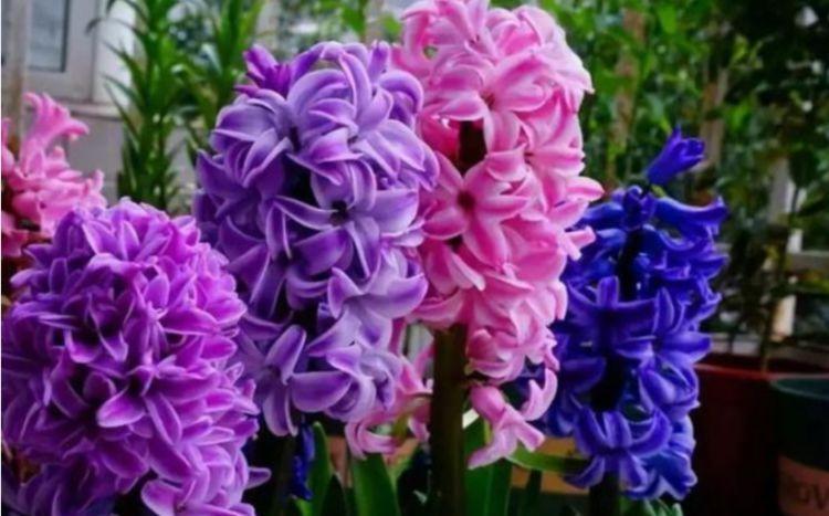 几款花卉，花大服盆快，花色艳丽，花开枝繁叶茂