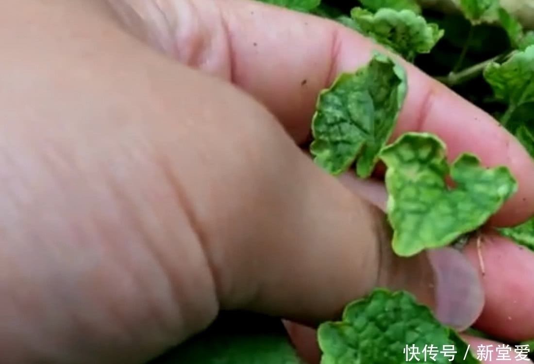 功效|农村人称“活血丹”的野草,活血化瘀功效好,集市上卖到10元一斤