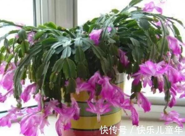 花苞|蟹爪兰开花期间叶片干瘪发蔫,花苞打不开,是什么原因造成的