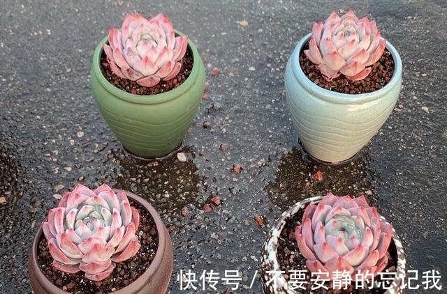 粉蓝鸟,想要养出极致的状态,比的不是技术而是狠劲,一点不夸张