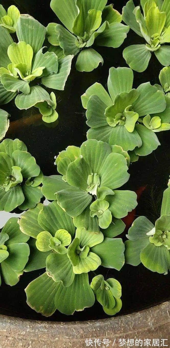 10种花太能喝水,一天一瓢水,7天爆满缸