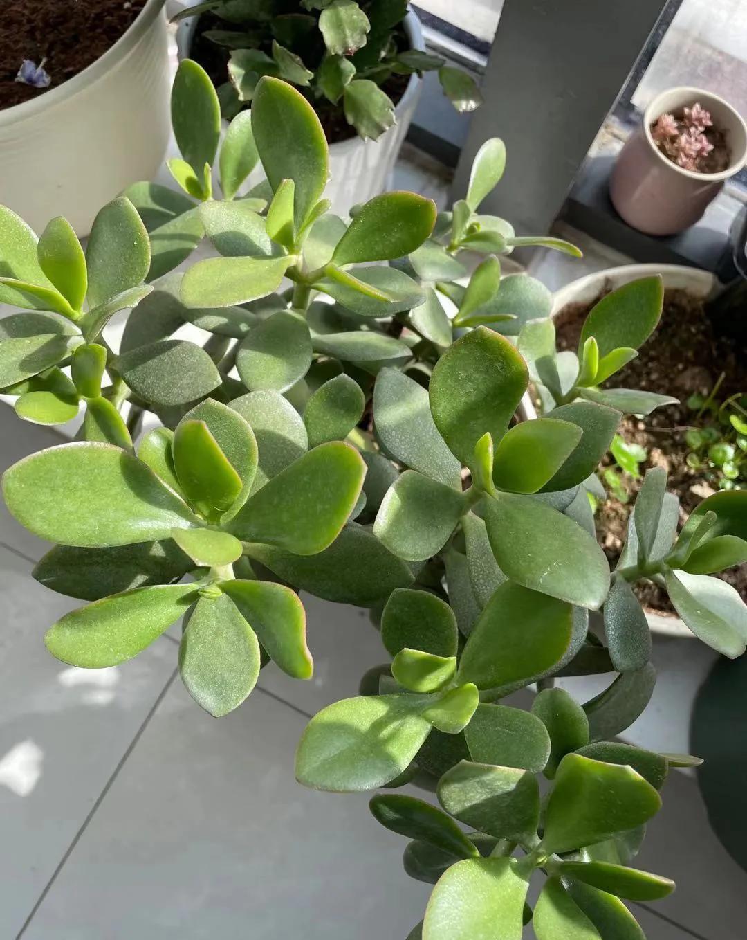 这5款花,不怕不浇水,就怕浇水多,特别适合懒人