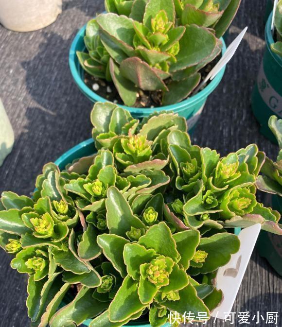 长寿花扦插,一不小心阳台就满了,插在土里就能活,全都送邻居了