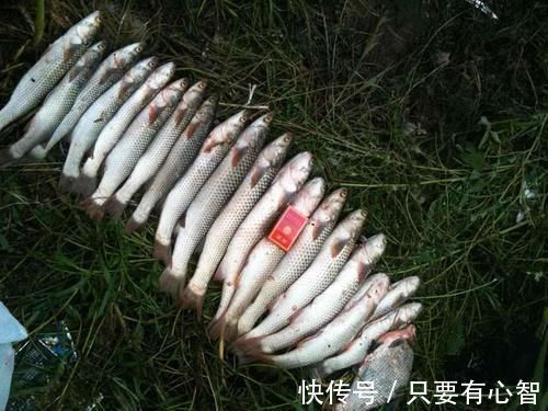 钓鱼|用多就死窝,用少能连杆,千里香这么用,天冷天热都有鱼