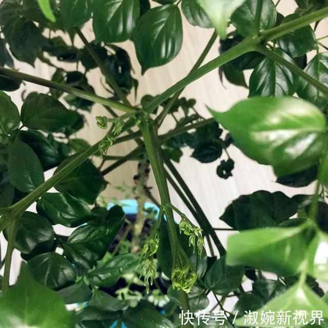 盆栽|幸福树盆栽，养护注意“4点”，新芽多，特别茂盛，还能养开花