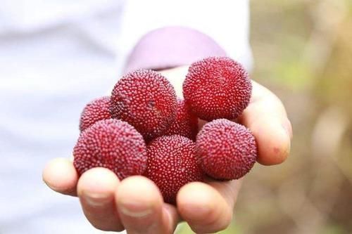 水果|有4种水果寄生虫非常多,大人尽量少吃,更别说小孩,最好都别吃