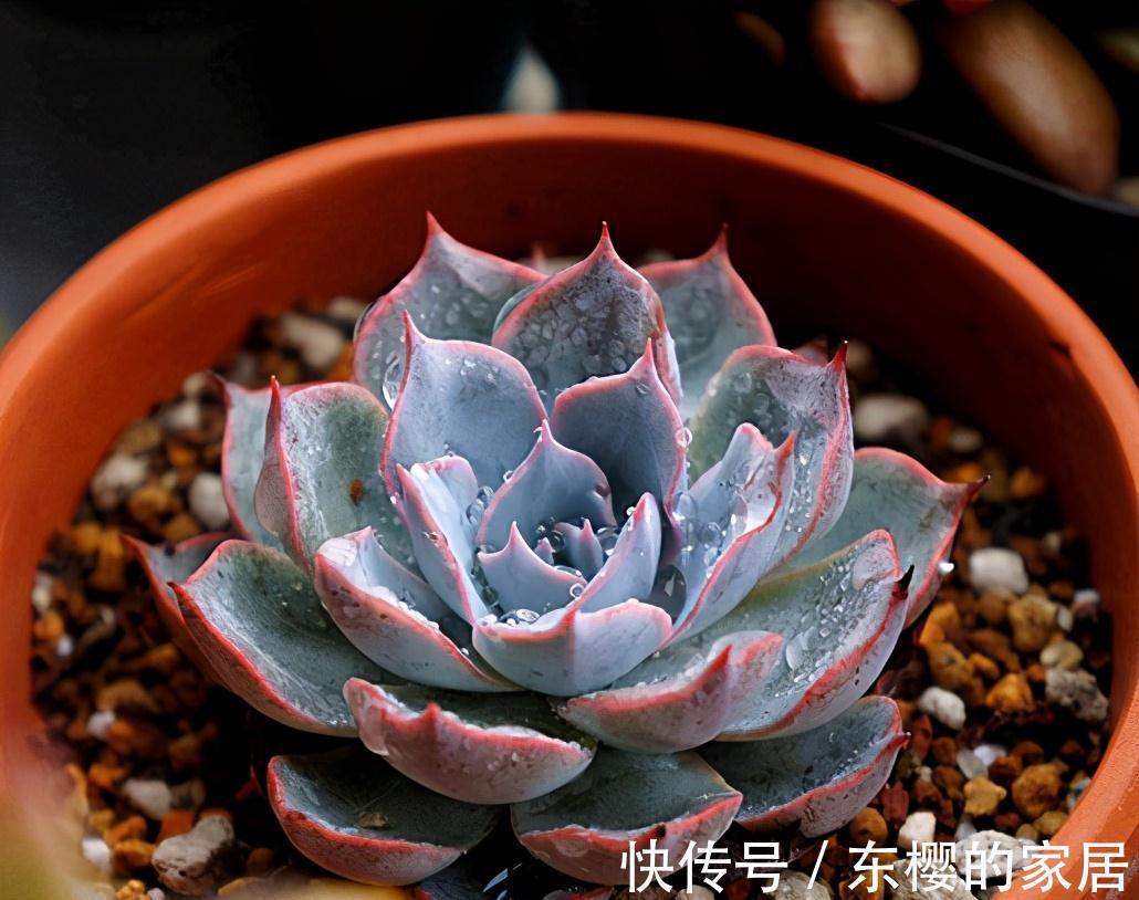 夏天|张大哥养肉10多年，总结出4个“耐热品种”，肉迷都喜欢