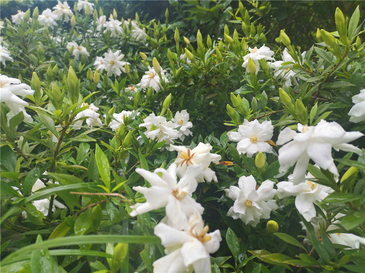 吉安|美丽吉安：吉州大道栀子花开 洁白如雪