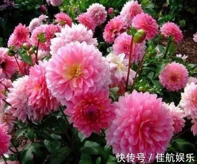 美极了|夏天“盛开”的几种花,越热越开花,家中养2盆,美极了