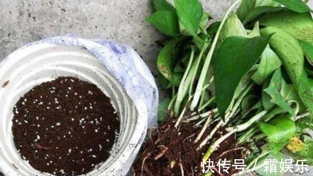 修剪|喜欢养花,先戒掉7个坏习惯,不然啥花也养不好,你占了几个