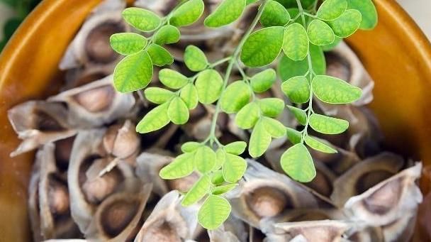 肾脏|男性衰老速度快?建议常吃3种“小零食”,让肾脏更加健壮!