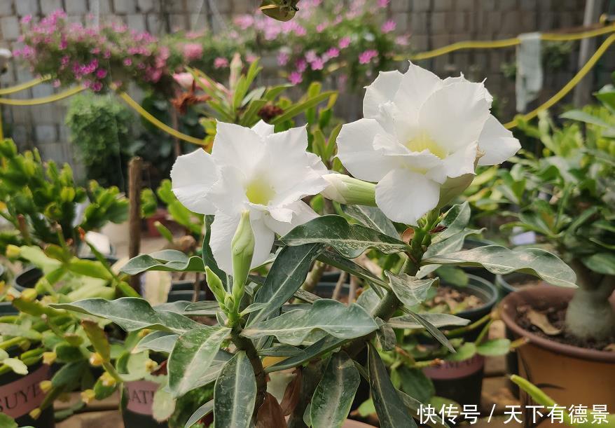 玫瑰|沙漠玫瑰温度低如何越冬?只需做好3点,春季直接开爆盆!