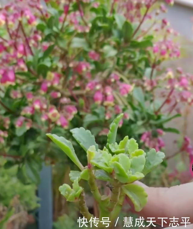 壮观|长寿花“老桩”太难看其实越老越壮观，开成“小花树”