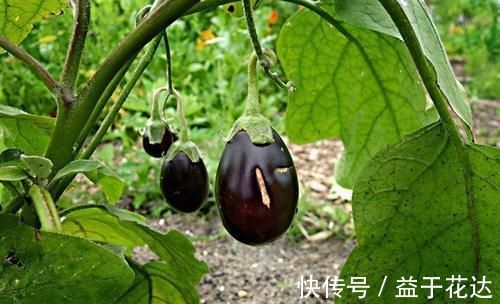 王医师|夏季养生,常吃几种食物,养护肝脏,提高免疫力,早了解早受益