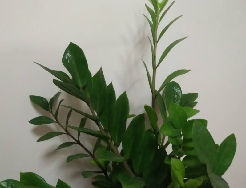 金钱树长得快、蹿新芽，注意一个问题，叶子绿得冒油！