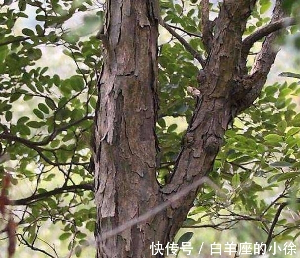 有一种很像紫檀的树木,木质带有清香,很多人却不懂珍惜