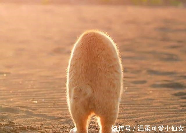 哈哈哈！听说又有沙雕猫被日本手办大佬盯上了！
